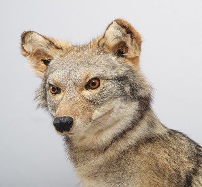 Lot 186 - Taxidermy: North American Coyote (Canis...