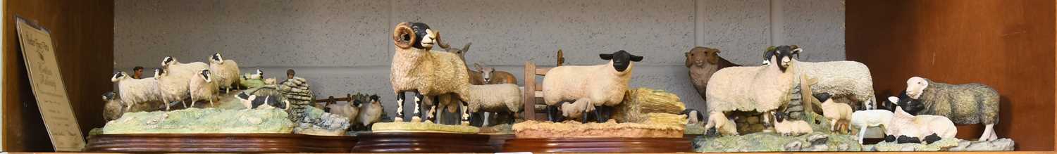 Lot 130 - Border Fine Arts Sheep Groups, including...