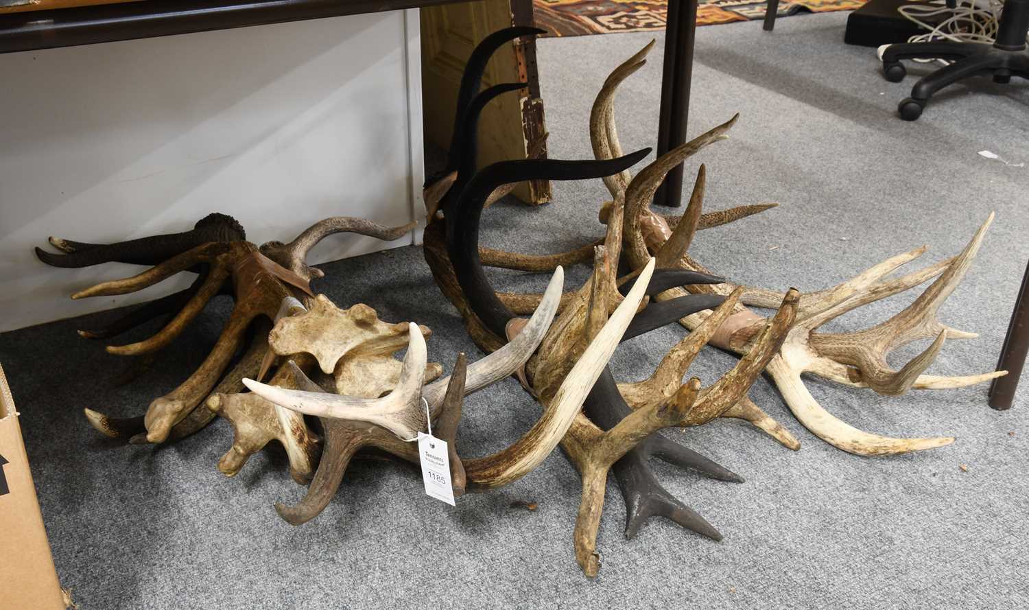 Lot 1185 - Antlers/Horns: A Collection of Eight European...