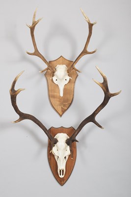 Lot 1099 - Antlers/Horns: Two Sets of Scottish Red Deer...