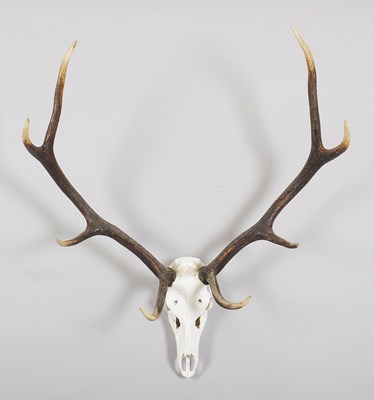 Lot 1107 - Antlers/Horns: European Red Deer Antlers...