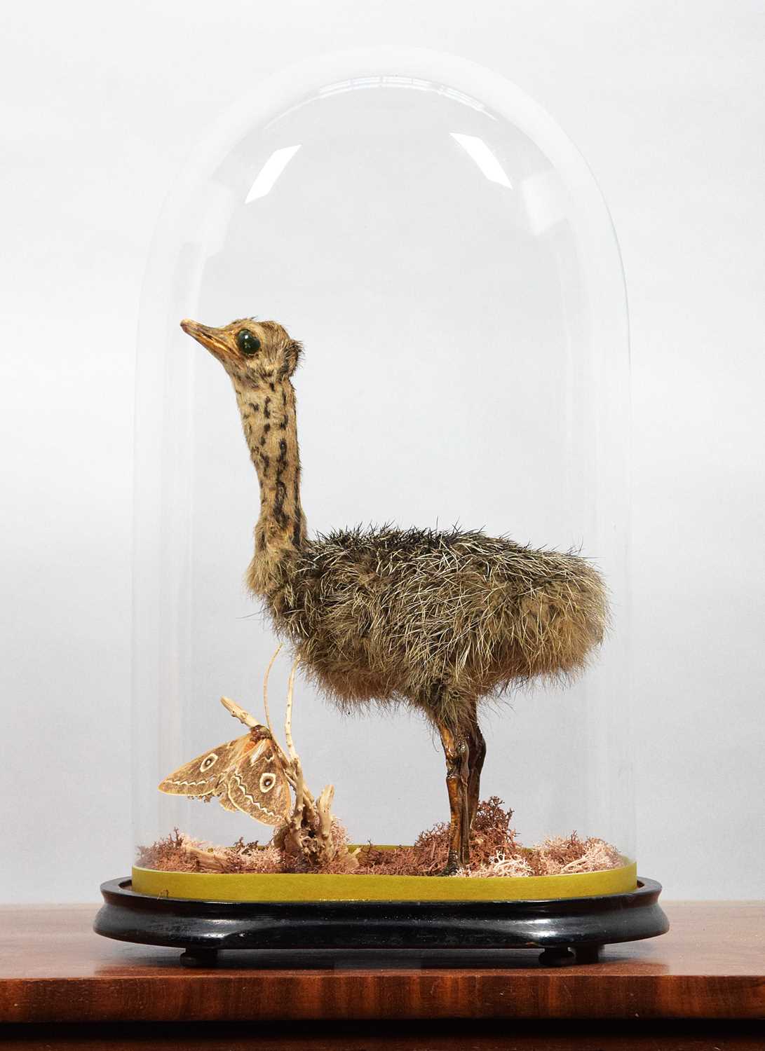 Lot 1191 - Taxidermy: A Common Ostrich Chick (Struthio...