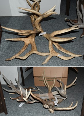 Lot 1092 - Antlers/Horns: A Collection of Eight European...