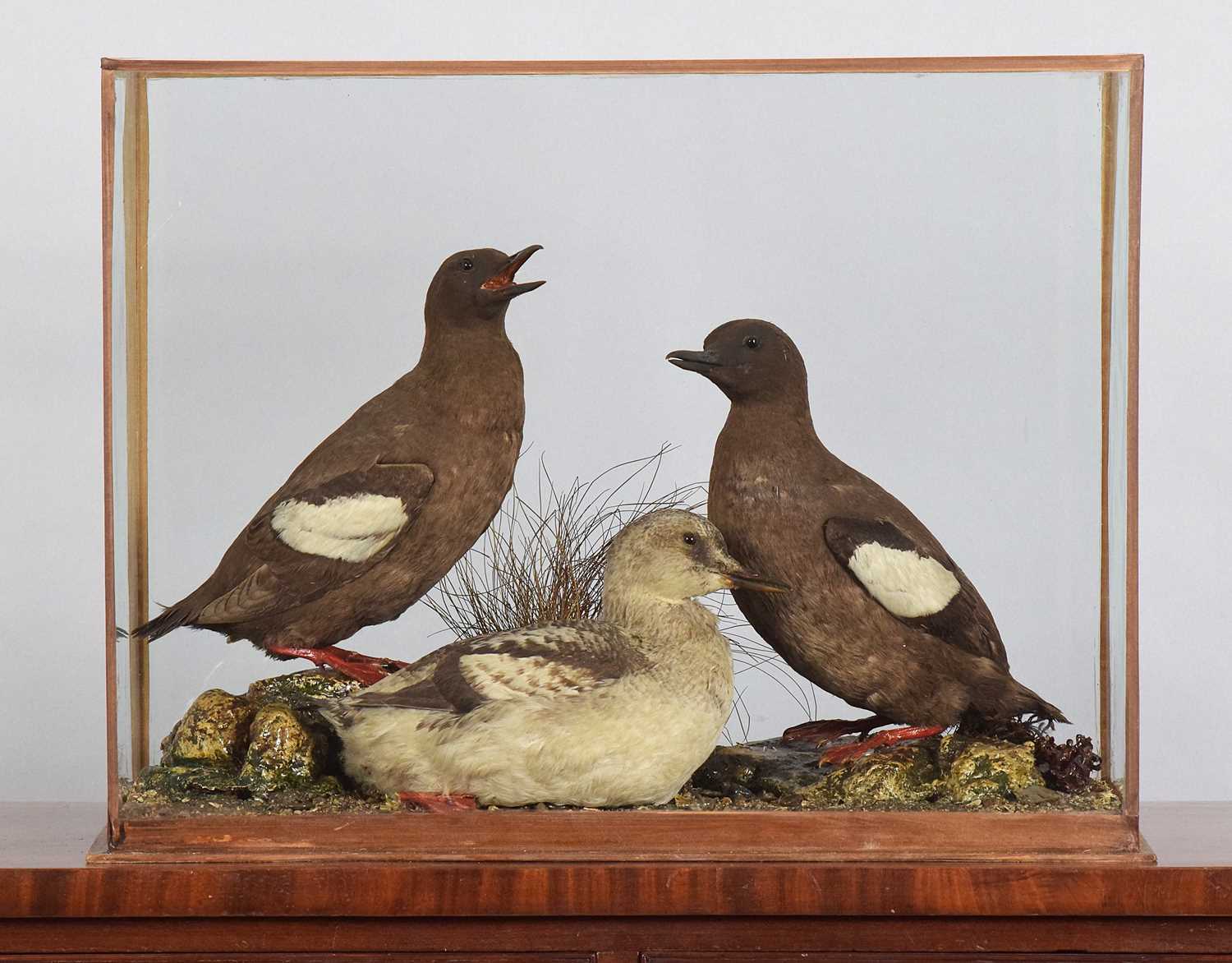 Lot 255 - Taxidermy: A Cased Group of Black Guillemots...