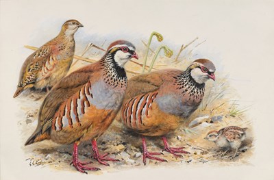 Lot 1010 - George Edward Lodge (1860-1954) "Red-legged...