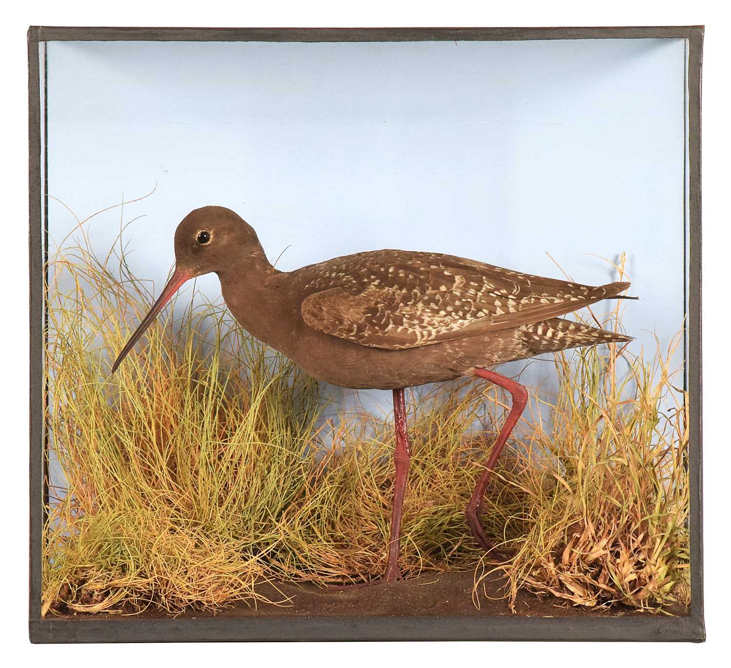 Lot 25 - Taxidermy: A Cased Spotted Redshank (Tringa...