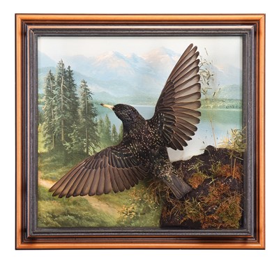 Lot 1105 - Taxidermy: A Wall Cased Common Starling...