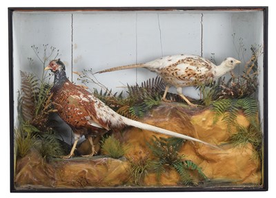 Lot 1095 - Taxidermy: A Late Victorian Cased Pair of...