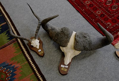 Lot 1090 - Antlers/Horns: A Set of Cape Buffalo and...