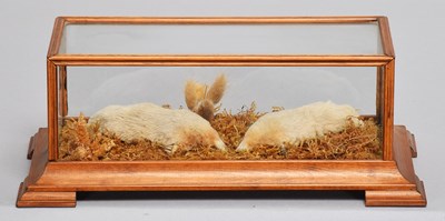 Lot 1104 - Taxidermy: A Pair of Golden Moles (Talpa...