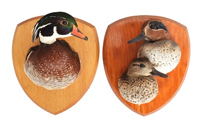 Lot 1100 - Taxidermy: A Carolina Wood Duck and European...