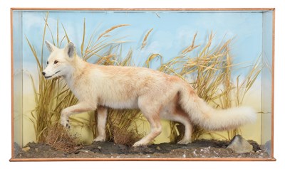 Lot 1102 - Taxidermy: A Cased Full Mount Red Fox (Vulpes...