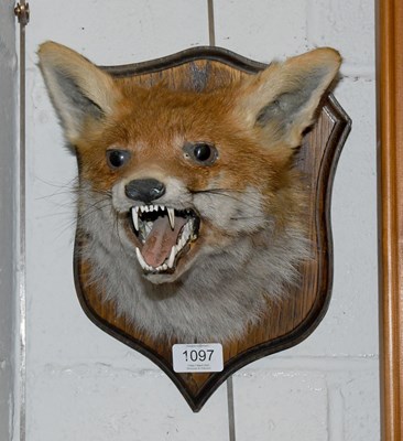 Lot 1097 - Taxidermy: Red Fox Mask (Vulpes vulpes), late...