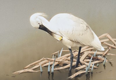 Lot 1049 - Raymond C Watson (1935-1994) A Royal Spoonbill...
