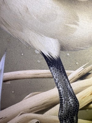 Lot 1049 - Raymond C Watson (1935-1994) A Royal Spoonbill...