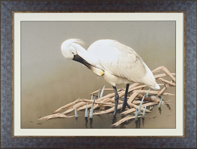 Lot 1049 - Raymond C Watson (1935-1994) A Royal Spoonbill...
