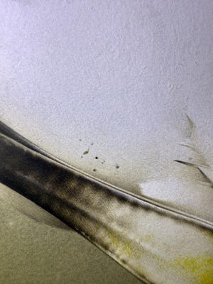 Lot 1049 - Raymond C Watson (1935-1994) A Royal Spoonbill...