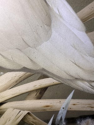 Lot 1049 - Raymond C Watson (1935-1994) A Royal Spoonbill...