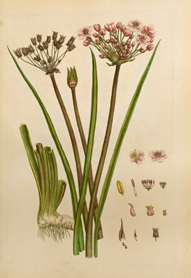 Lot Miller (John). Illustratio Systematis Sexualis...