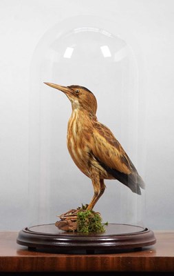 Lot 1101 - Taxidermy: A European Little Bittern...