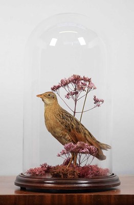 Lot 1098 - Taxidermy: A European Corncrake (Crex crex),...