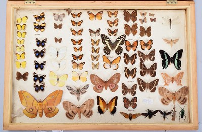 Lot 1106 - Entomology: A Folding Collectors Box of...