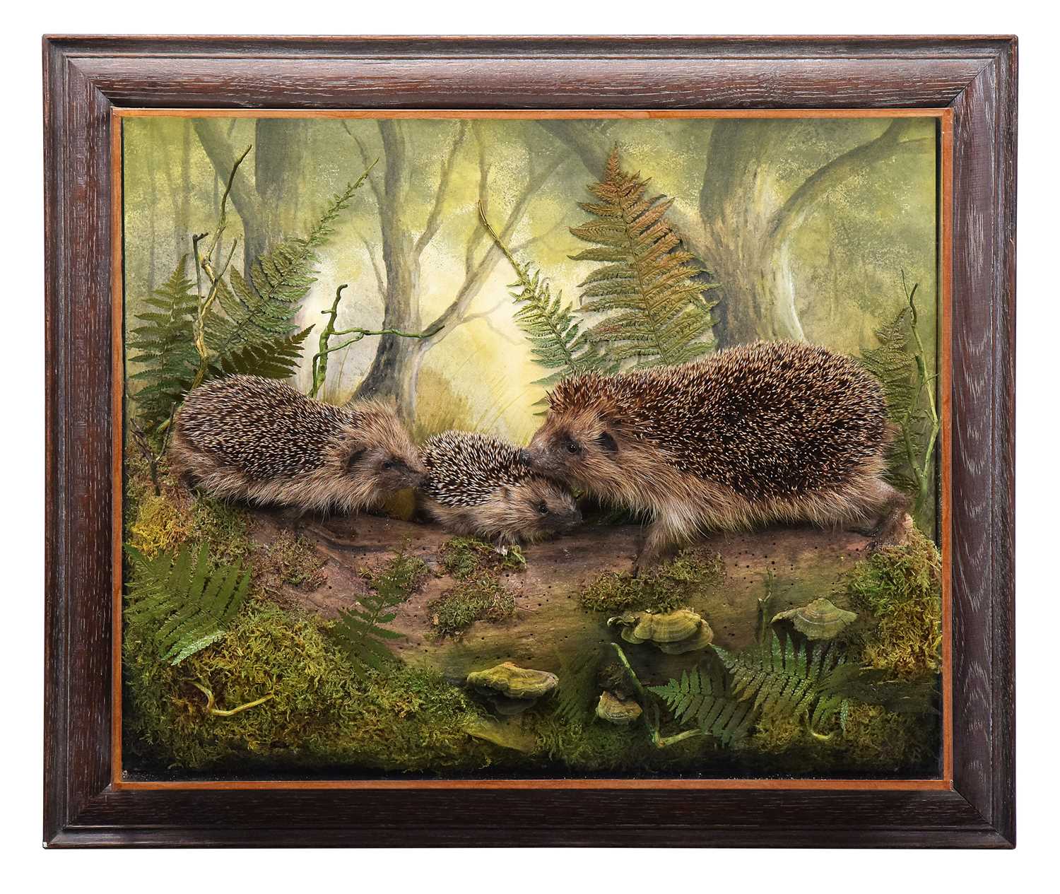 Lot 294 - Taxidermy: A Wall Cased European Hedgehog and...