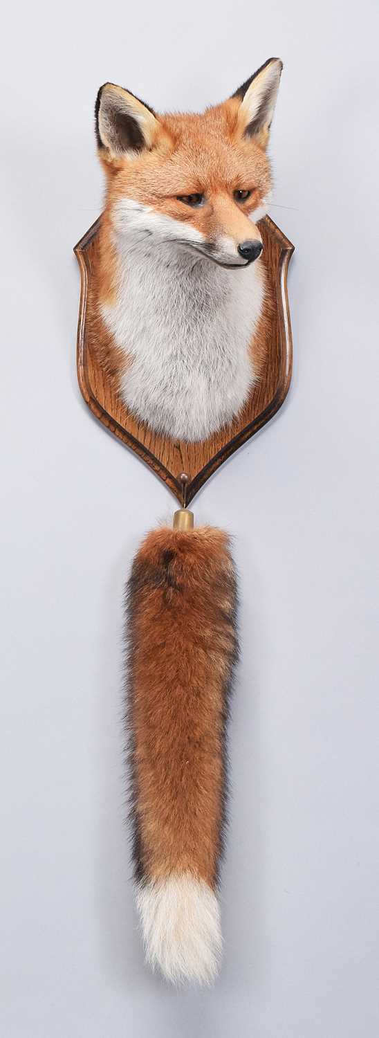 Lot 287 - Taxidermy: A European Red Fox Mask (Vulpes...