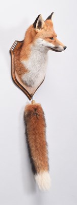 Lot 287 - Taxidermy: A European Red Fox Mask (Vulpes...
