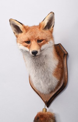 Lot 287 - Taxidermy: A European Red Fox Mask (Vulpes...