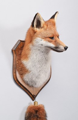 Lot 287 - Taxidermy: A European Red Fox Mask (Vulpes...
