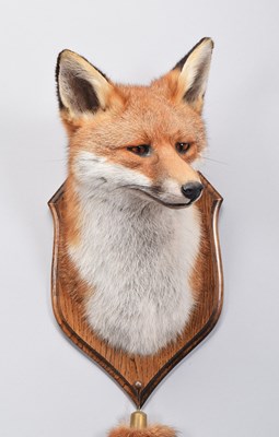 Lot 287 - Taxidermy: A European Red Fox Mask (Vulpes...