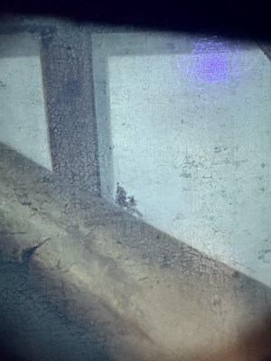 Lot 1078 - Dutch School in the 17th Century Style...