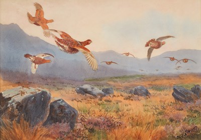 Lot 1047 - John Cyril Harrison (1898-1985) Grouse in...