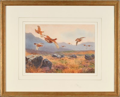 Lot 1047 - John Cyril Harrison (1898-1985) Grouse in...