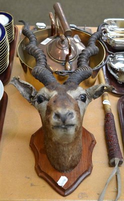 Lot 398 - Antelope head, copper kettle and brass jam pan