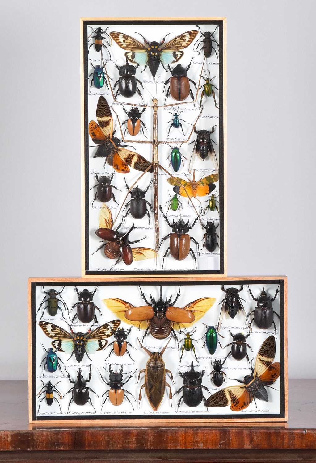 Lot 169 - Entomology: Two Framed Collections of World