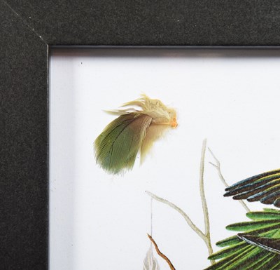 Lot 140 - Natural History: An Extinct Carolina Parakeet...