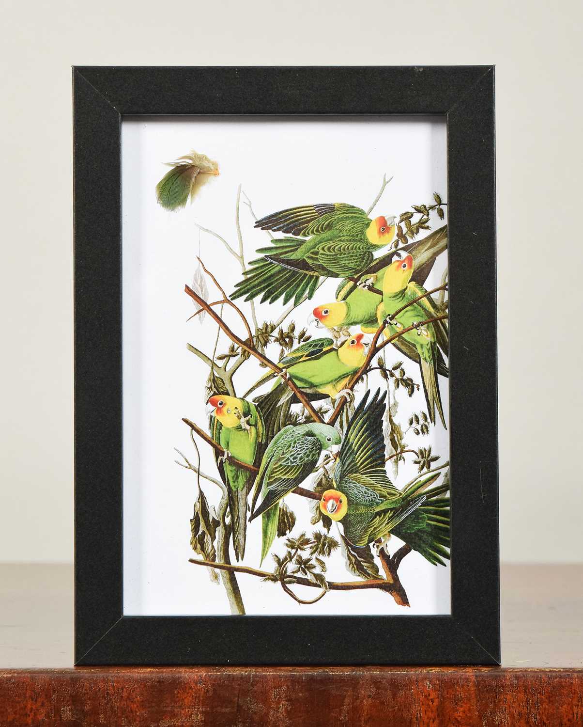 Lot 140 - Natural History: An Extinct Carolina Parakeet...