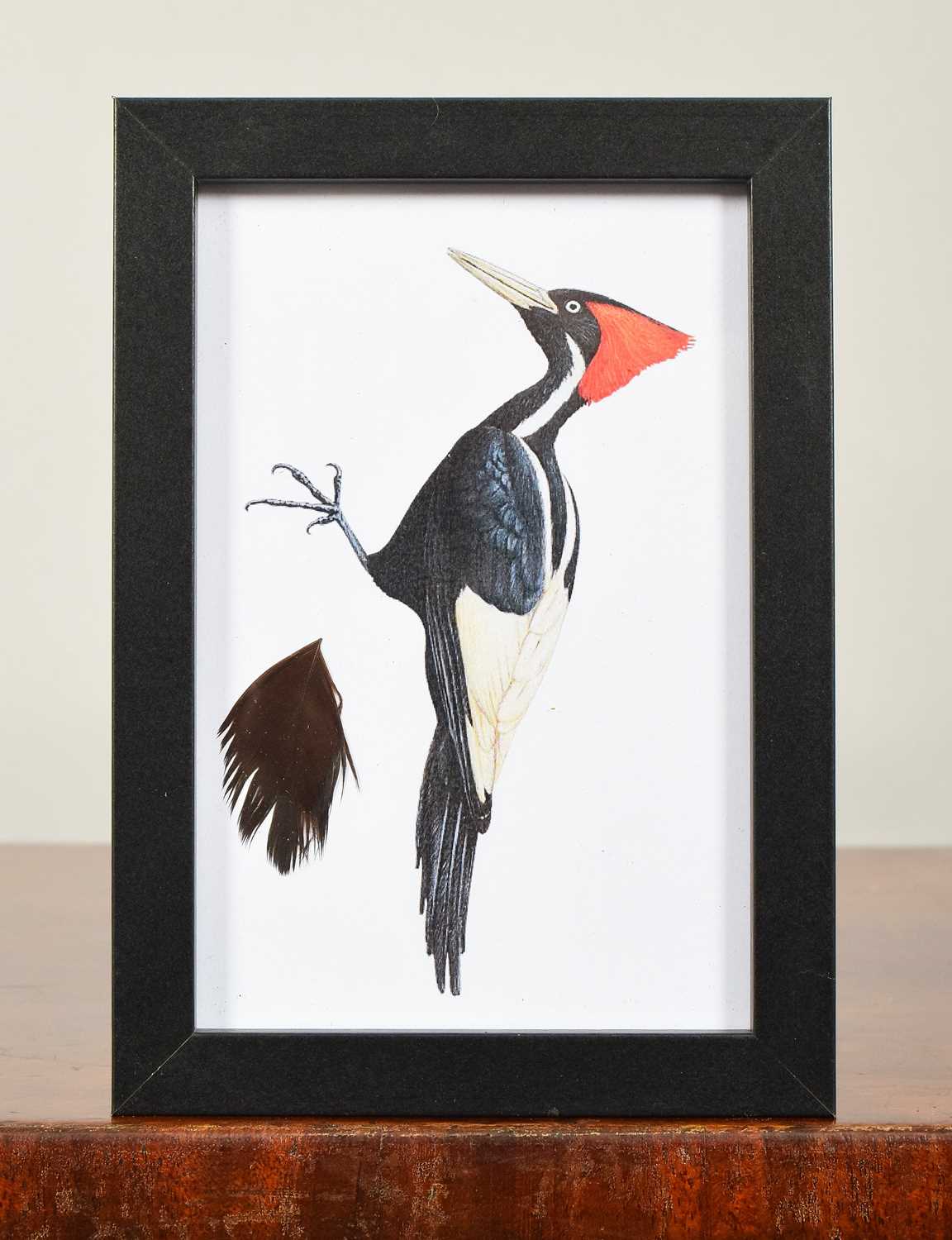 Lot Natural History: An Ivory-billed Woodpecker...