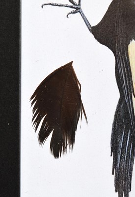 Lot Natural History: An Ivory-billed Woodpecker...