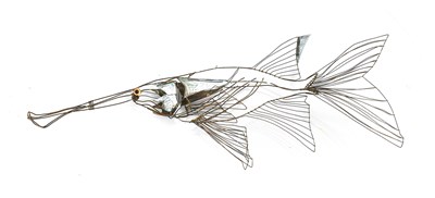 Lot 61 - Thomas (Tom) Hill (Contemporary): Two Fish...