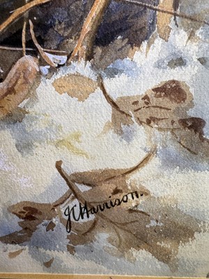 Lot 1050 - John Cyril Harrison (1898-1985) Woodcock in...