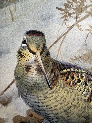 Lot 1050 - John Cyril Harrison (1898-1985) Woodcock in...
