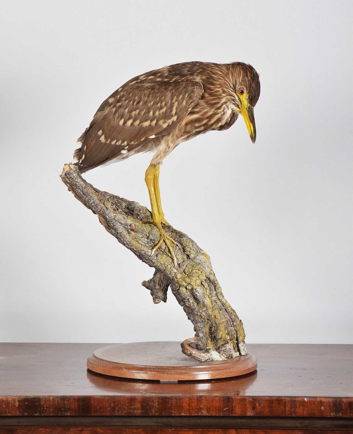 Lot 1122 - Taxidermy: Black-crowned Night Heron...
