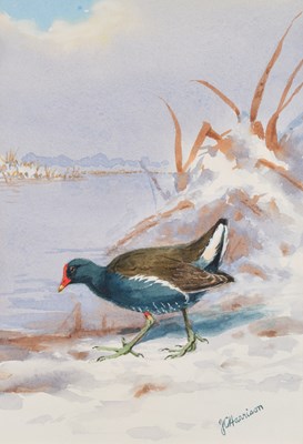 Lot 1044 - John Cyril Harrison (1898-1985) Moorhen at a...