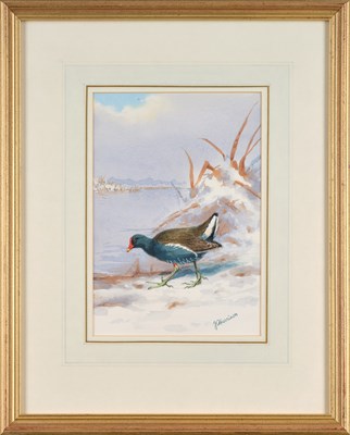 Lot 1044 - John Cyril Harrison (1898-1985) Moorhen at a...