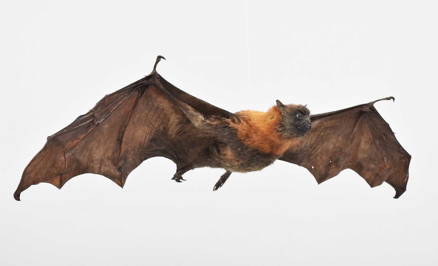 Lot 53 - Taxidermy: Grey-headed Flying Fox (Pteropus...