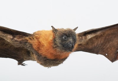 Lot 53 - Taxidermy: Grey-headed Flying Fox (Pteropus...