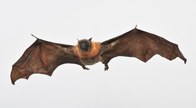 Lot 53 - Taxidermy: Grey-headed Flying Fox (Pteropus...